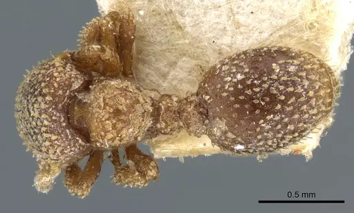 Calyptomyrmex foreli specimen CASENT0904679 image casent0904679_1