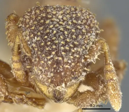 Calyptomyrmex foreli specimen CASENT0904679 image casent0904679_2