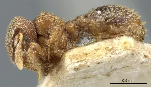Calyptomyrmex foreli specimen CASENT0904679 image casent0904679_3