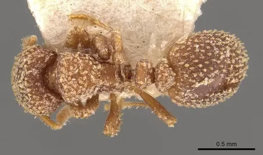 Calyptomyrmex foreli specimen CASENT0908926 image casent0908926_1