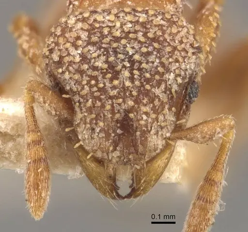 Calyptomyrmex foreli specimen CASENT0908926 image casent0908926_2