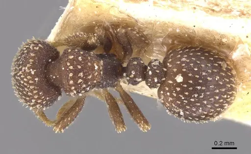 Calyptomyrmex foreli specimen CASENT0913953 image casent0913953_1