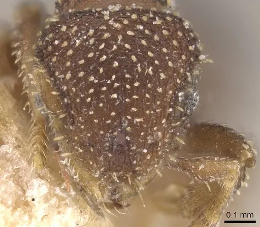 Calyptomyrmex foreli specimen CASENT0913953 image casent0913953_2