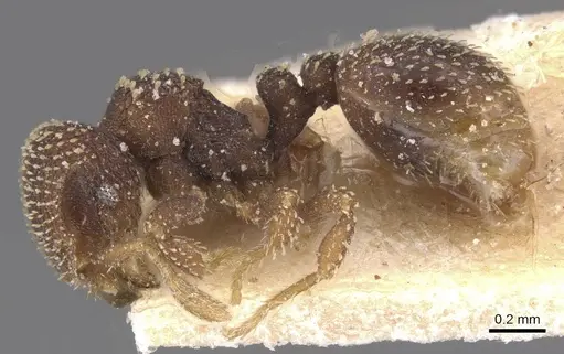 Calyptomyrmex foreli specimen CASENT0913953 image casent0913953_3