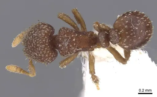 Calyptomyrmex friederikae specimen CASENT0913954 image casent0913954_1