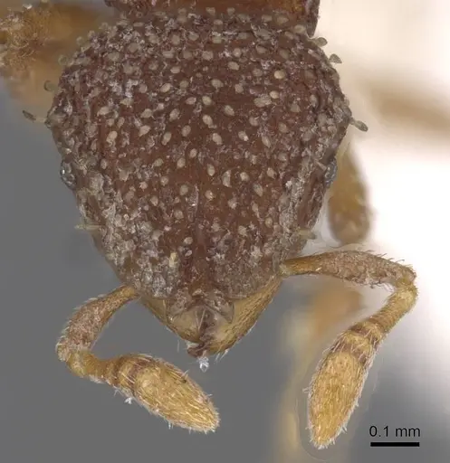 Calyptomyrmex friederikae specimen CASENT0913954 image casent0913954_2