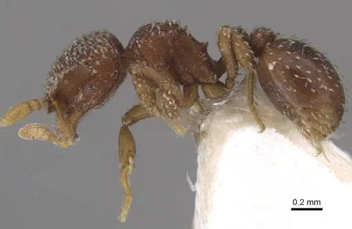 Calyptomyrmex friederikae specimen CASENT0913954 image casent0913954_3