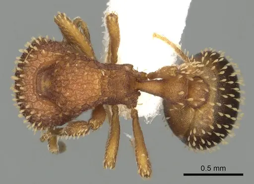 Calyptomyrmex fritillus specimen CASENT0901000 image casent0901000_1