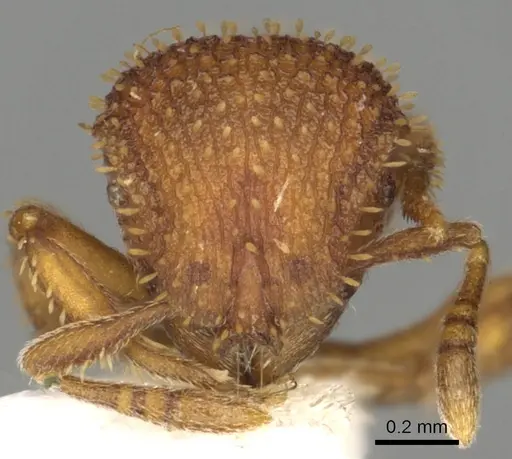 Calyptomyrmex fritillus specimen CASENT0901000 image casent0901000_2