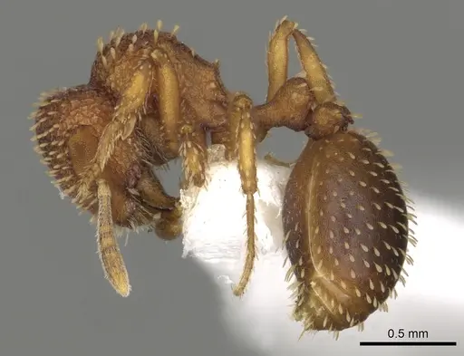 Calyptomyrmex fritillus specimen CASENT0901000 image casent0901000_3