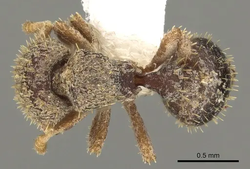 Calyptomyrmex grammus specimen CASENT0901001 image casent0901001_1