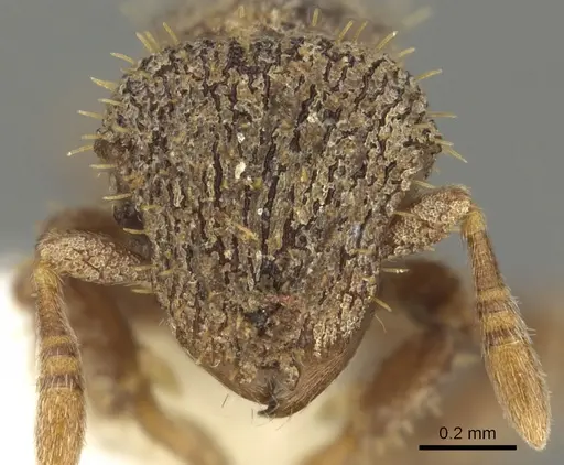 Calyptomyrmex grammus specimen CASENT0901001 image casent0901001_2