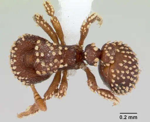 Calyptomyrmex kaurus specimen CASENT0417155 image casent0417155_1