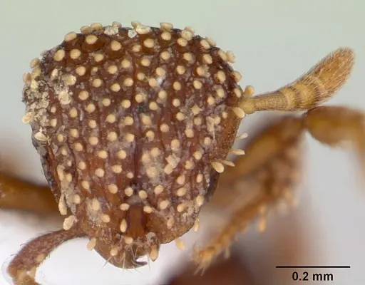 Calyptomyrmex kaurus specimen CASENT0417155 image casent0417155_2