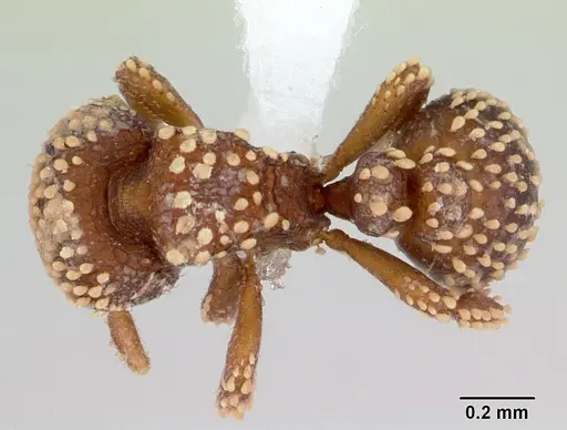 Calyptomyrmex kaurus specimen CASENT0417157 image casent0417157_1