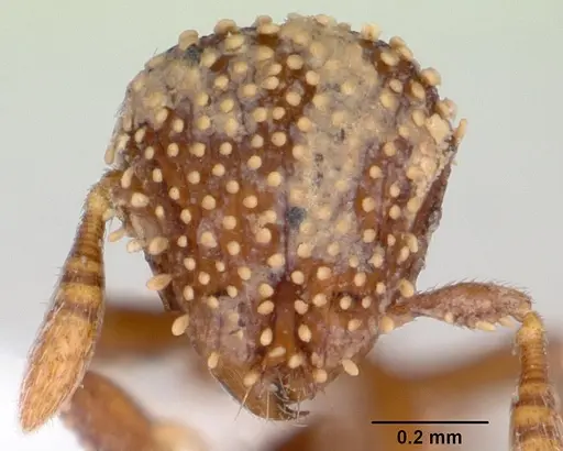 Calyptomyrmex kaurus specimen CASENT0417157 image casent0417157_2