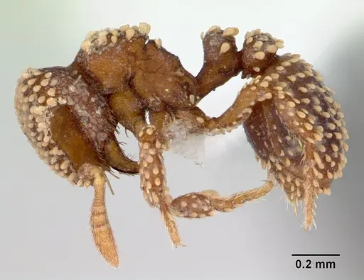 Calyptomyrmex kaurus specimen CASENT0417157 image casent0417157_3