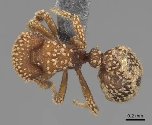 Calyptomyrmex kaurus specimen CASENT0775309 image casent0775309_1