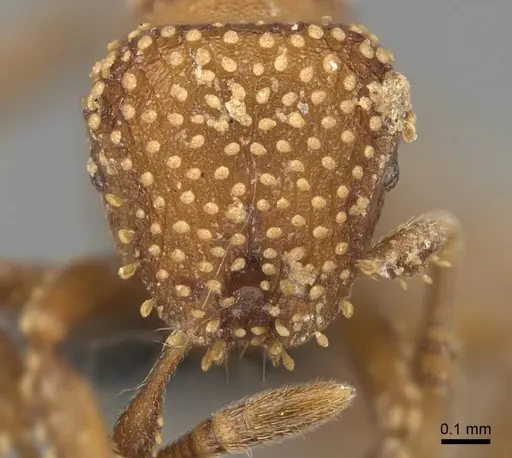Calyptomyrmex kaurus specimen CASENT0775309 image casent0775309_2