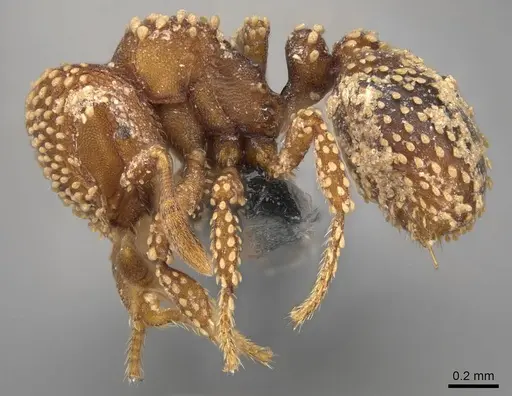 Calyptomyrmex kaurus specimen CASENT0775309 image casent0775309_3