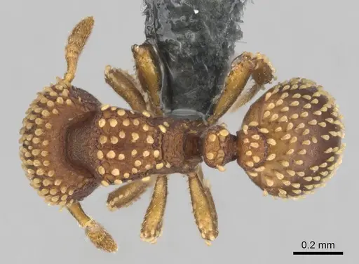 Calyptomyrmex kaurus specimen CASENT0815853 image casent0815853_1