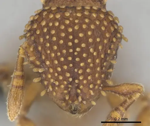 Calyptomyrmex kaurus specimen CASENT0815853 image casent0815853_2