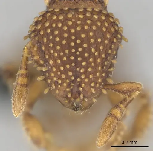 Calyptomyrmex kaurus specimen CASENT0815853 image casent0815853_3
