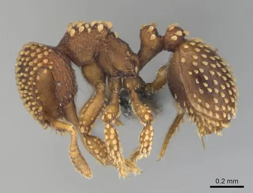 Calyptomyrmex kaurus specimen CASENT0815853 image casent0815853_4
