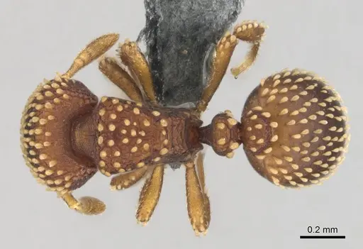 Calyptomyrmex kaurus specimen CASENT0815855 image casent0815855_1