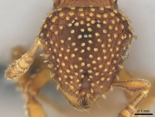 Calyptomyrmex kaurus specimen CASENT0815855 image casent0815855_2