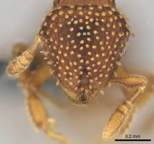 Calyptomyrmex kaurus specimen CASENT0815855 image casent0815855_3