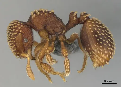 Calyptomyrmex kaurus specimen CASENT0815855 image casent0815855_4