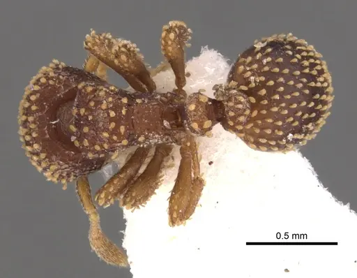 Calyptomyrmex kaurus specimen CASENT0900985 image casent0900985_1