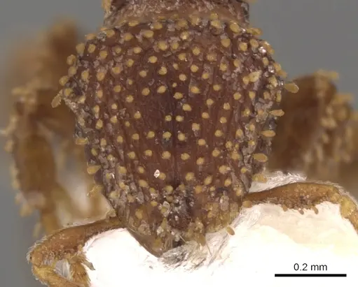 Calyptomyrmex kaurus specimen CASENT0900985 image casent0900985_2