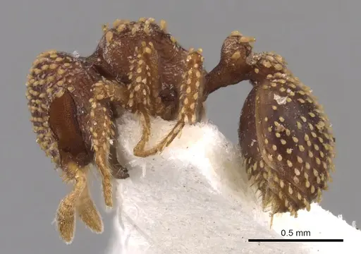 Calyptomyrmex kaurus specimen CASENT0900985 image casent0900985_3