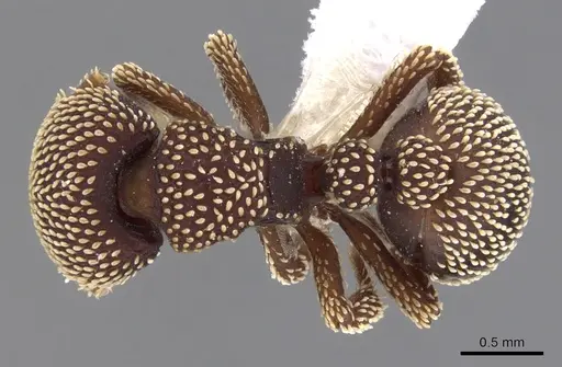 Calyptomyrmex loweryi specimen CASENT0900996 image casent0900996_1