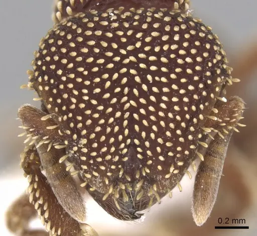 Calyptomyrmex loweryi specimen CASENT0900996 image casent0900996_2