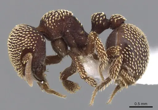 Calyptomyrmex loweryi specimen CASENT0900996 image casent0900996_3