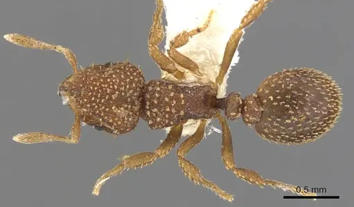 Calyptomyrmex nedjem specimen CASENT0900987 image casent0900987_1