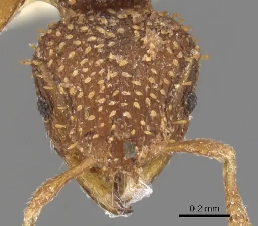 Calyptomyrmex nedjem specimen CASENT0900987 image casent0900987_2