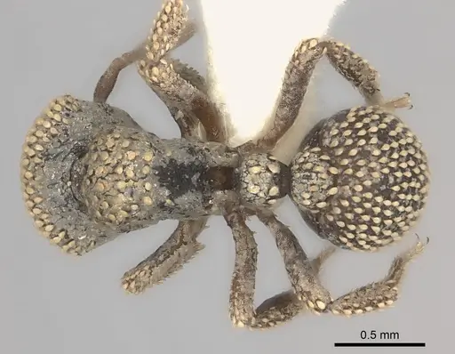 Calyptomyrmex nummuliticus specimen CASENT0217818 image casent0217818_1