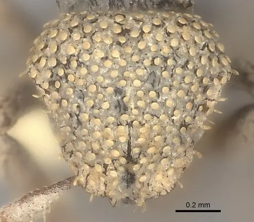 Calyptomyrmex nummuliticus specimen CASENT0217818 image casent0217818_2