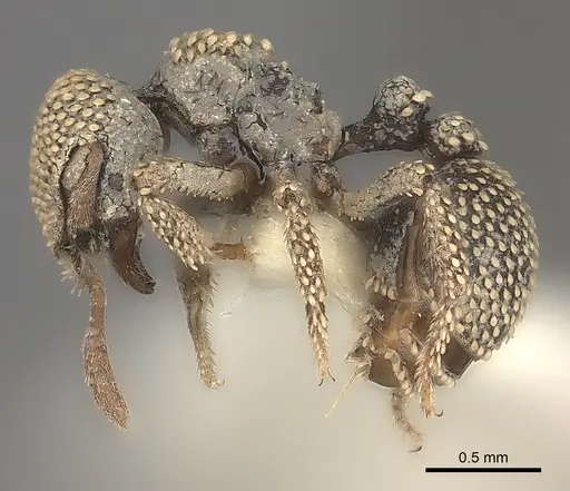 Calyptomyrmex nummuliticus specimen CASENT0217818 image casent0217818_3