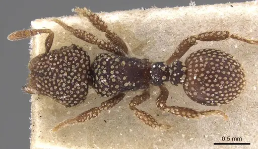 Calyptomyrmex nummuliticus specimen CASENT0913955 image casent0913955_1