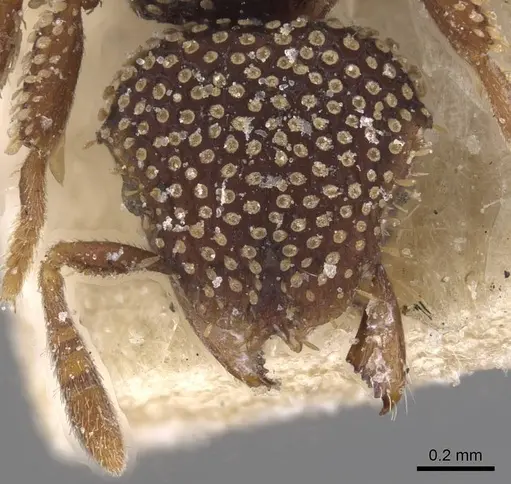Calyptomyrmex nummuliticus specimen CASENT0913955 image casent0913955_2