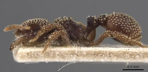 Calyptomyrmex nummuliticus specimen CASENT0913955 image casent0913955_3