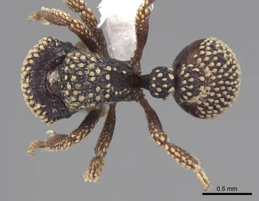 Calyptomyrmex nummuliticus specimen CASENT0923159 image casent0923159_1