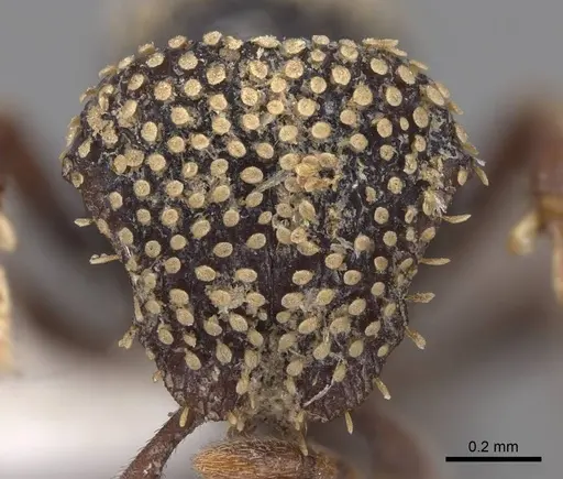 Calyptomyrmex nummuliticus specimen CASENT0923159 image casent0923159_2