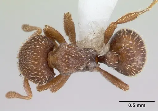 Calyptomyrmex piripilis specimen CASENT0178288 image casent0178288_1