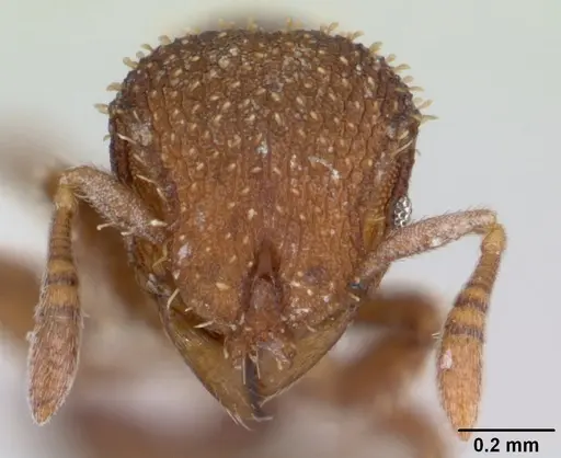 Calyptomyrmex piripilis specimen CASENT0178288 image casent0178288_2